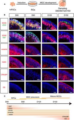 Spatial and Temporal Development of Müller Glial Cells in hiPSC-Derived Retinal Organoids Facilitates the Cell Enrichment and Transcriptome Analysis